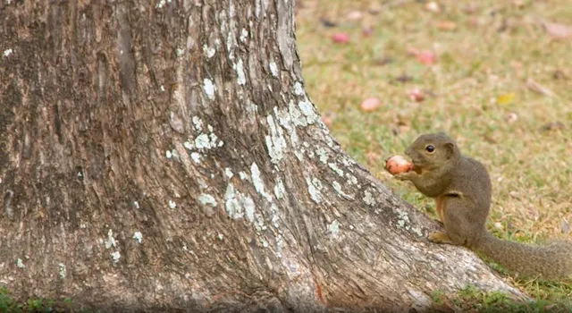 example of wildlife and seasonal changes